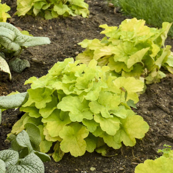 Primo® Pistachio Ambrosia Coral Bells (Heuchera) - Image 2