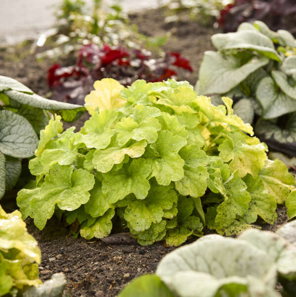 Primo® Pistachio Ambrosia Coral Bells (Heuchera) - Image 3