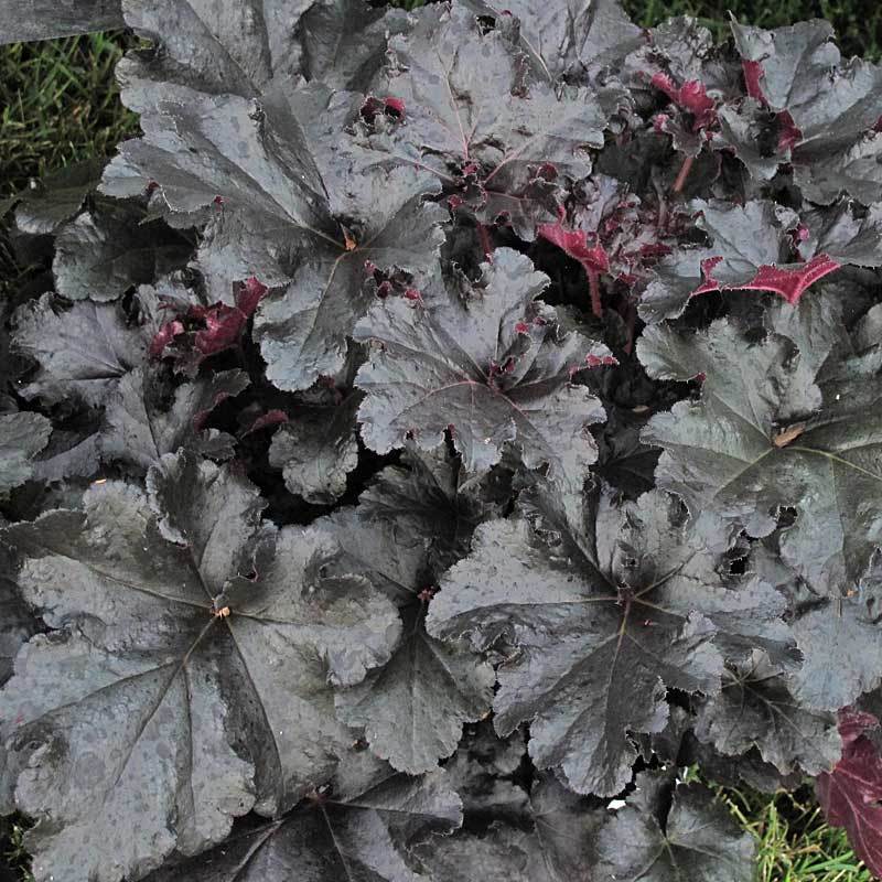 Primo® 'Black Pearl' Coral Bells (Heuchera)