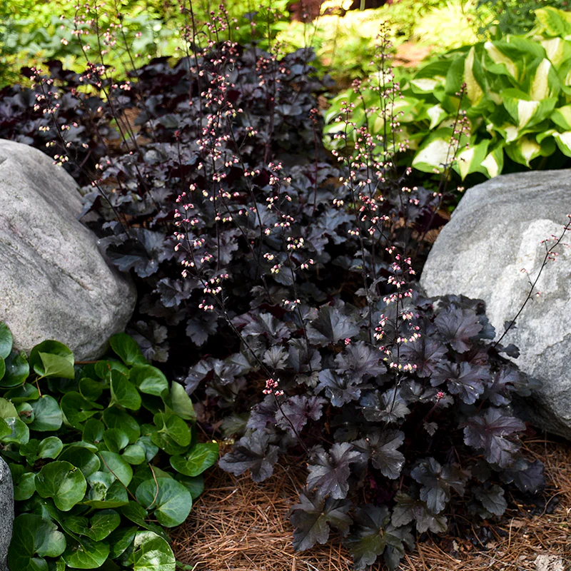 Primo® 'Black Pearl' Coral Bells (Heuchera) - Image 2