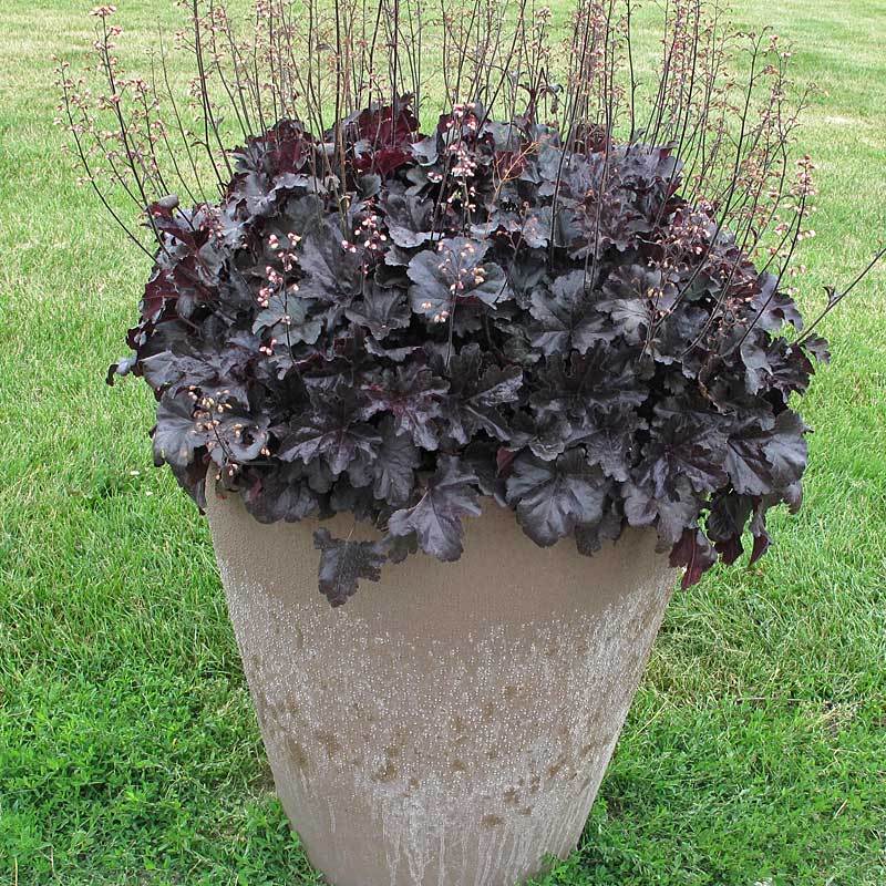Primo® 'Black Pearl' Coral Bells (Heuchera) - Image 4