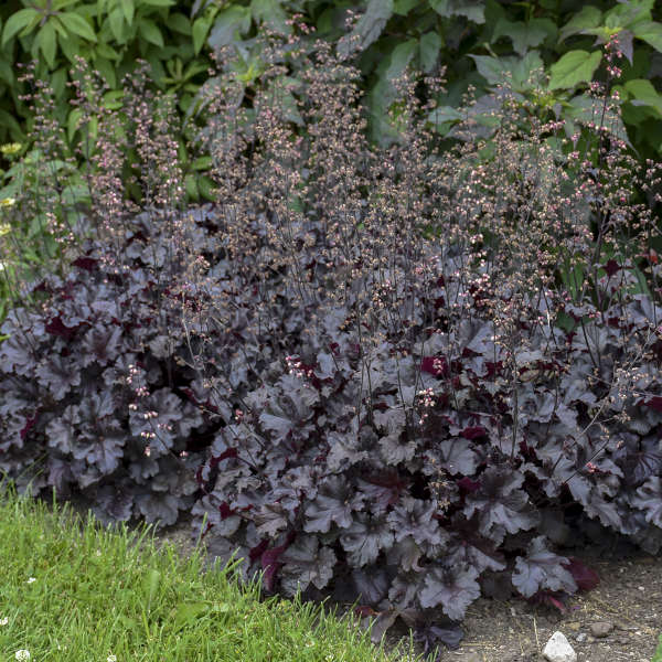 Primo® 'Black Pearl' Coral Bells (Heuchera) - Image 6