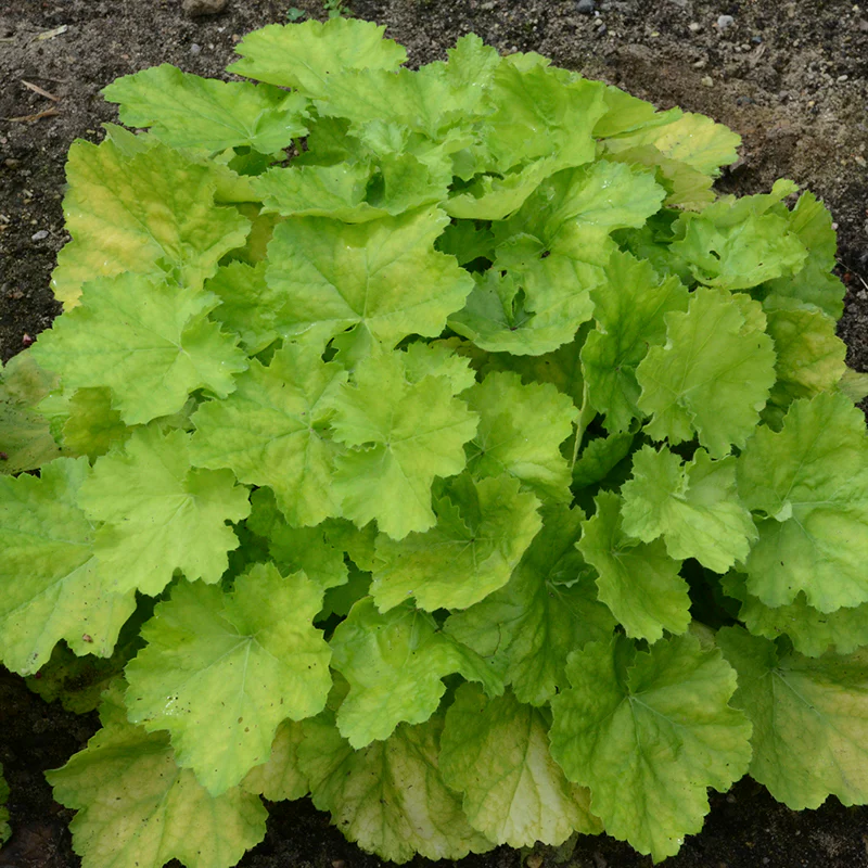 Primo® 'Pretty Pistachio' Coral Bells - Image 3