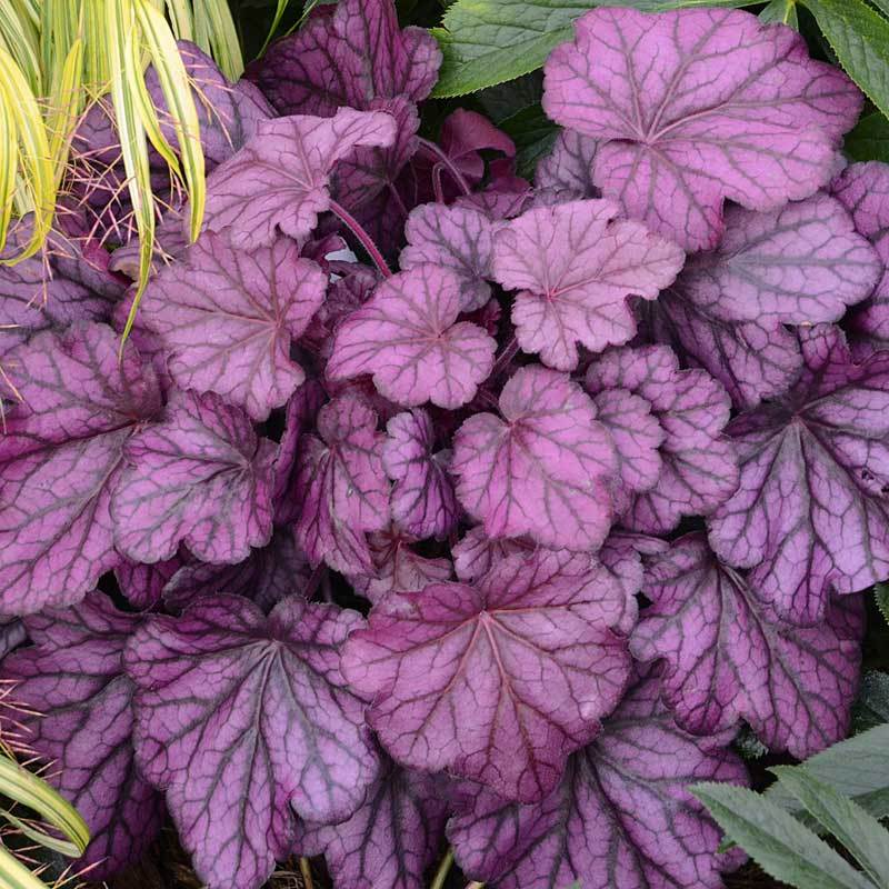 Primo® 'Wild Rose' Coral Bells (Heuchera) - Image 2
