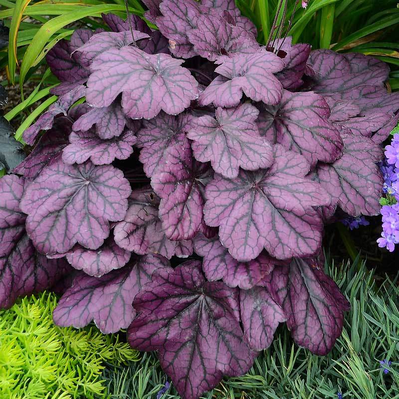 Primo® 'Wild Rose' Coral Bells (Heuchera) - Image 5