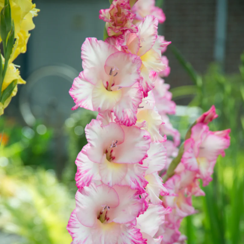 'Priscilla' Gladiolus - Image 2