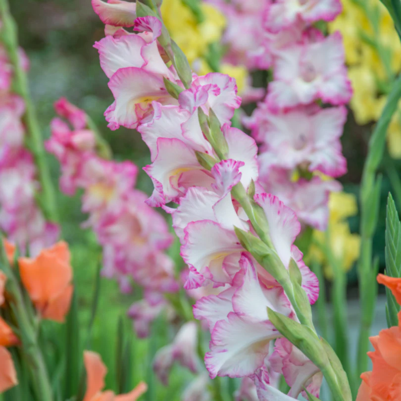 'Priscilla' Gladiolus - Image 3