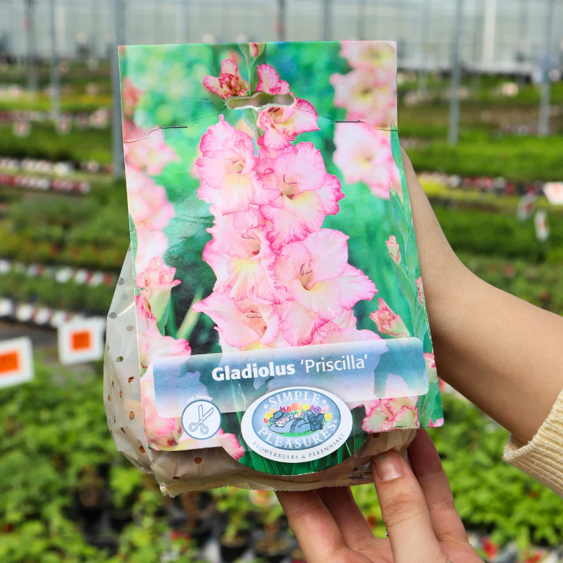 'Priscilla' Gladiolus - Image 4