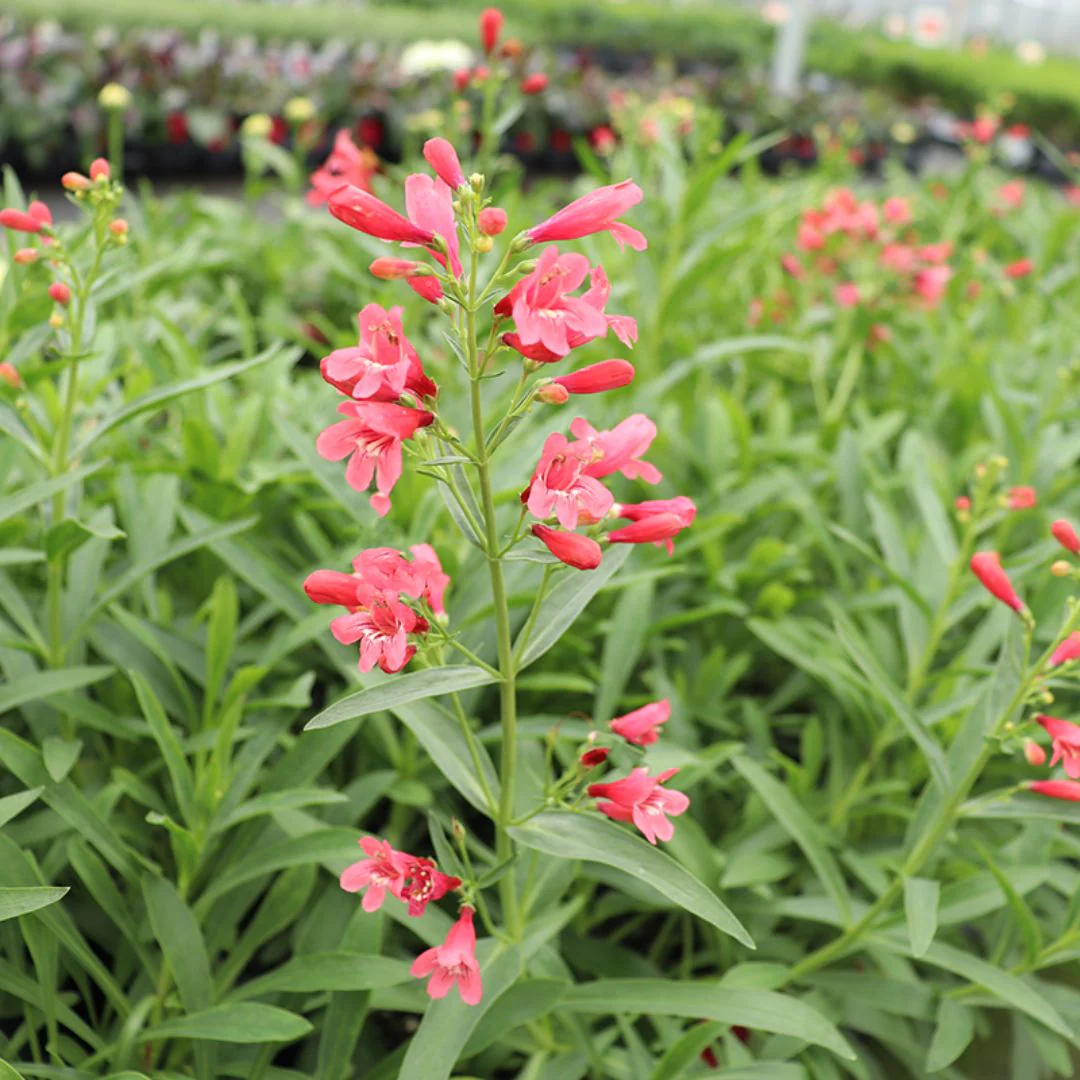 'Pristine Scarlet' Beardtongue - Image 2
