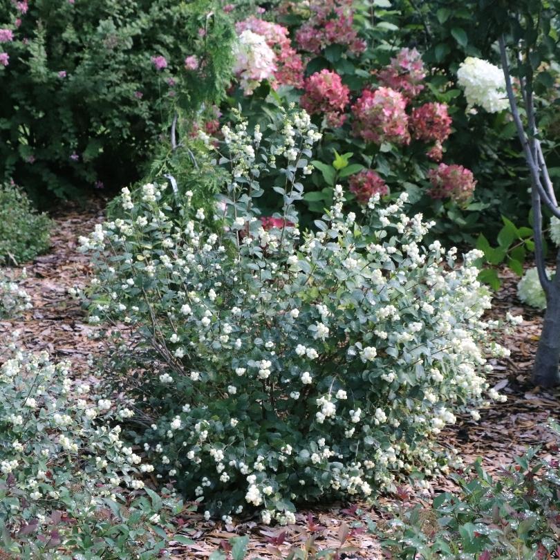 Proud Berry® Pearl Snowberry (Symphoricarpos) - Image 2
