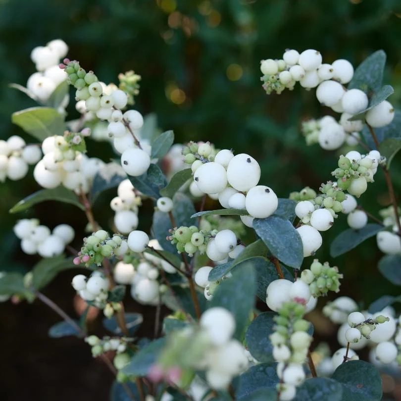 Proud Berry® Pearl Snowberry (Symphoricarpos) - Image 3