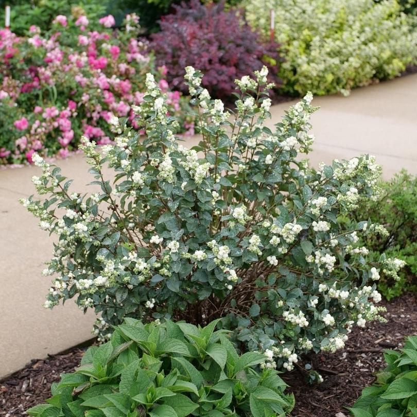 Proud Berry® Pearl Snowberry (Symphoricarpos) - Image 4