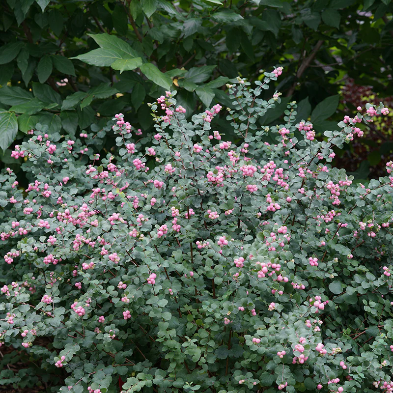 Proud Berry® Coralberry (Symphoricarpos) - Image 3