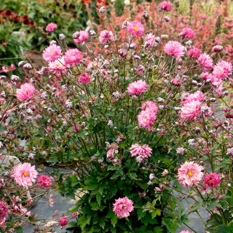 'Puff® 'Pink' Japanese Anemone - Image 3