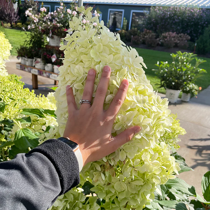 Puffer Fish® Panicle Hydrangea - Image 3