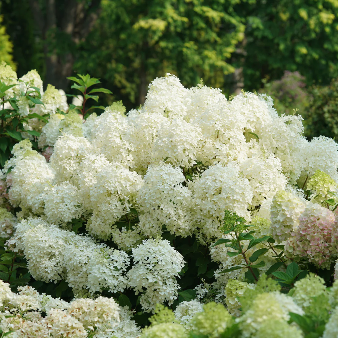 Puffer Fish® Panicle Hydrangea - Image 4