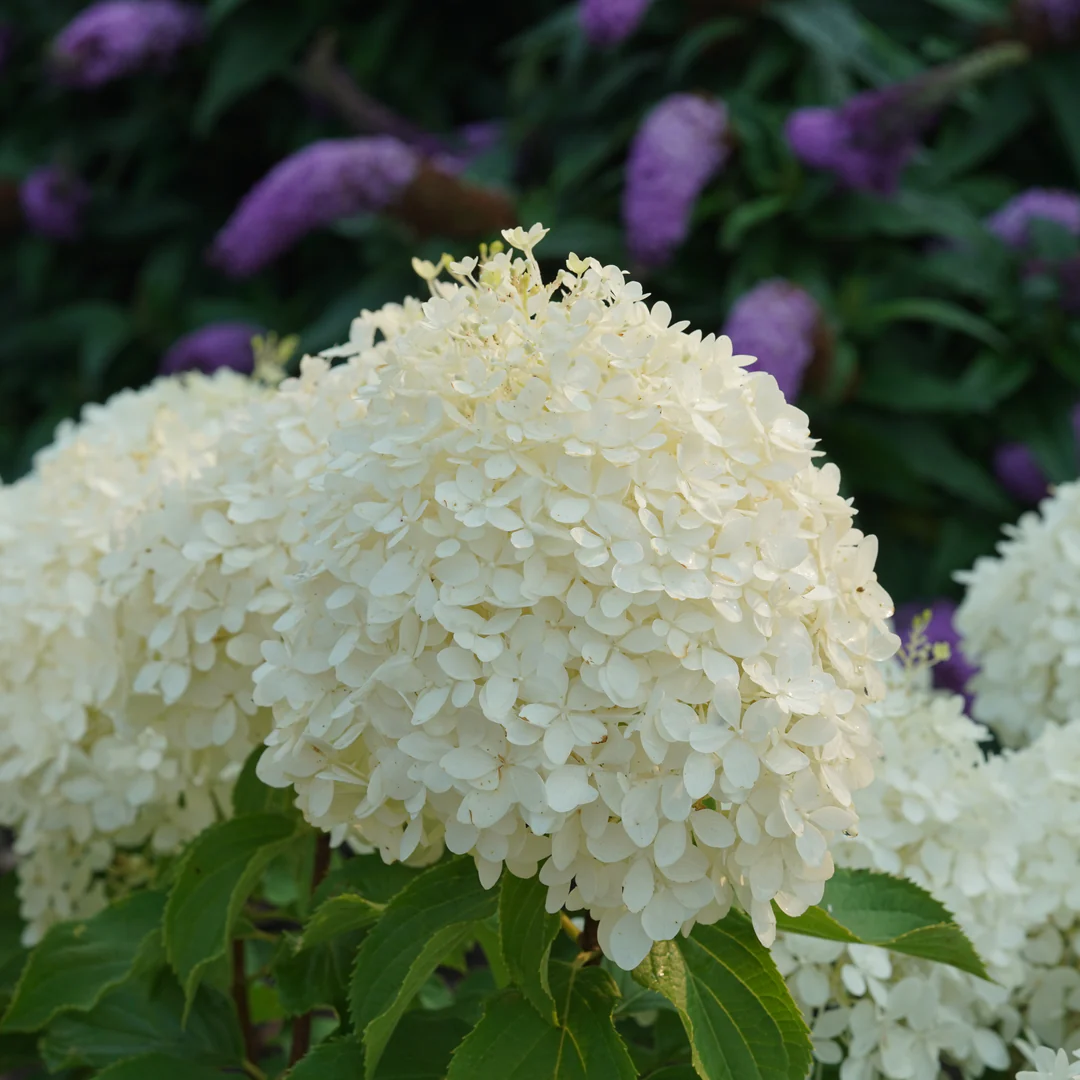 Puffer Fish® Panicle Hydrangea - Image 5