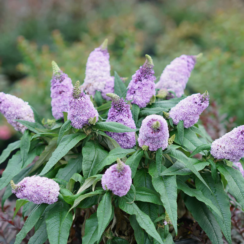 Pugster Amethyst® Butterfly Bush (Buddleia) - Image 2