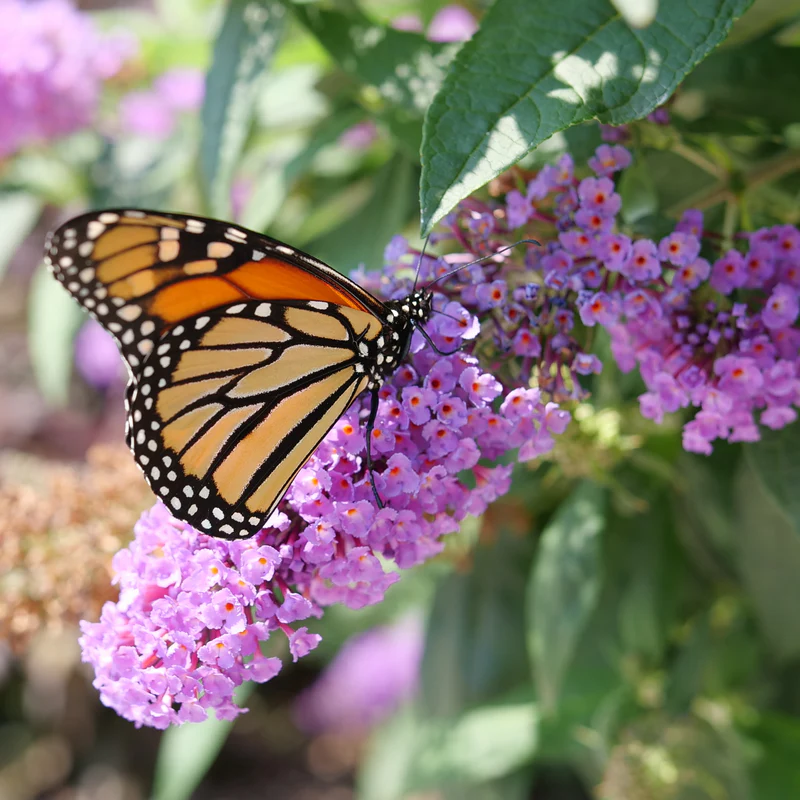 Pugster Amethyst® Butterfly Bush (Buddleia) - Image 3