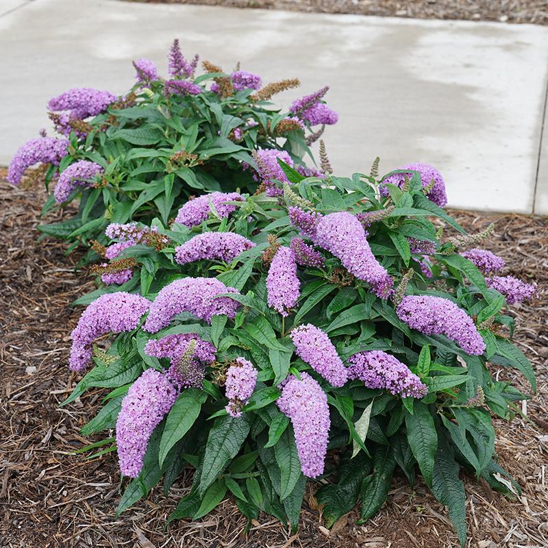 Pugster Amethyst® Butterfly Bush (Buddleia) - Image 4