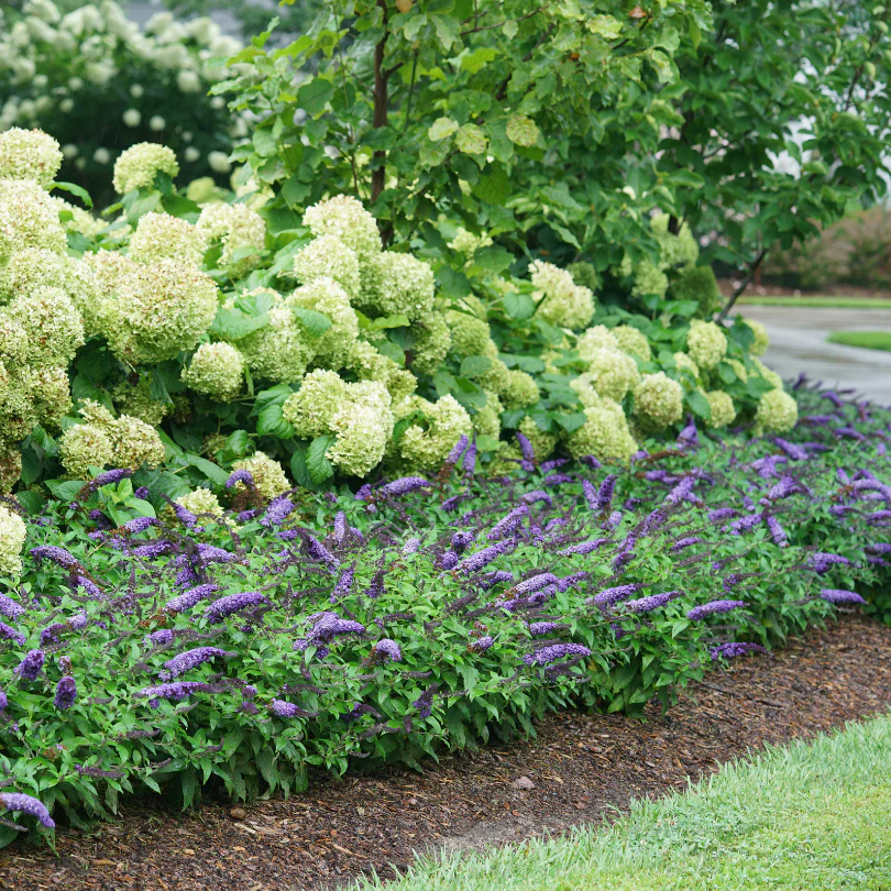Pugster Blue® Butterfly Bush (Buddleia) - Image 2