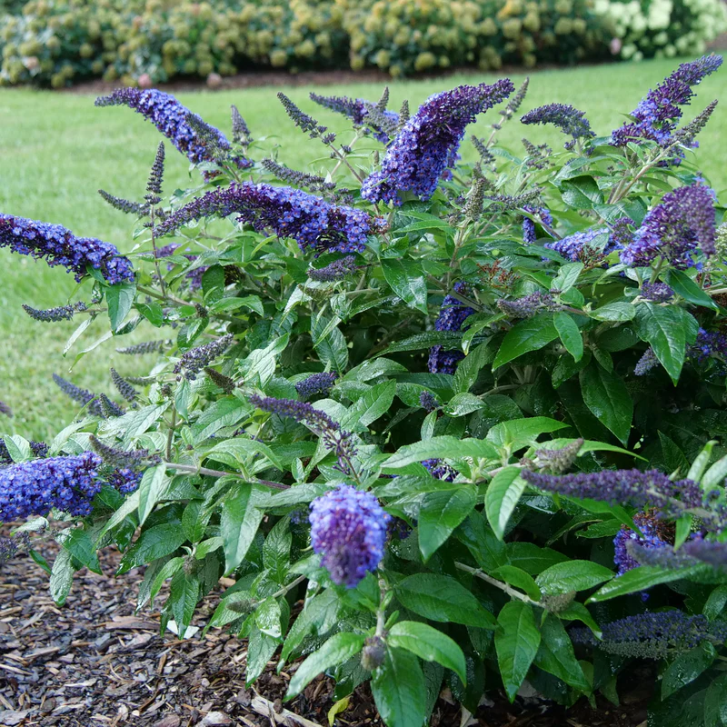 Pugster Blue® Butterfly Bush (Buddleia) - Image 3