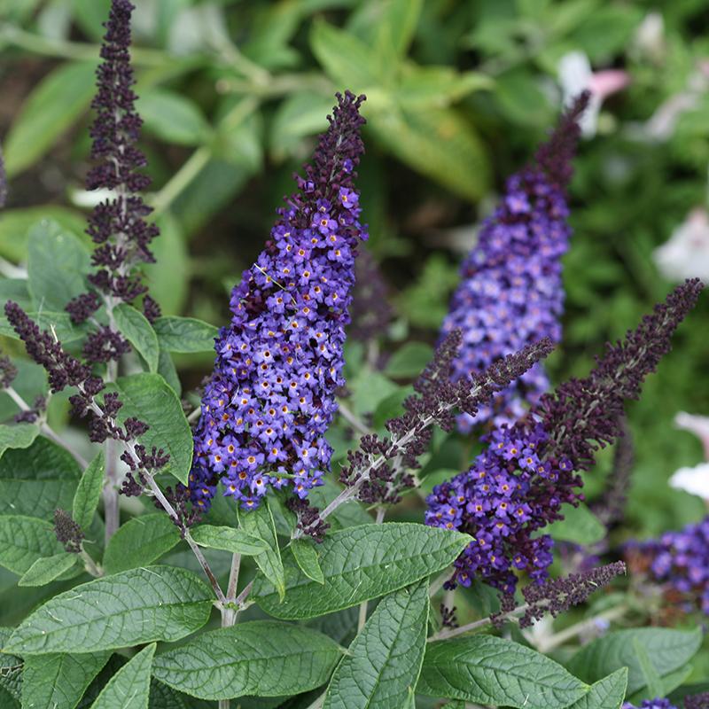Pugster Blue® Butterfly Bush (Buddleia) - Image 4