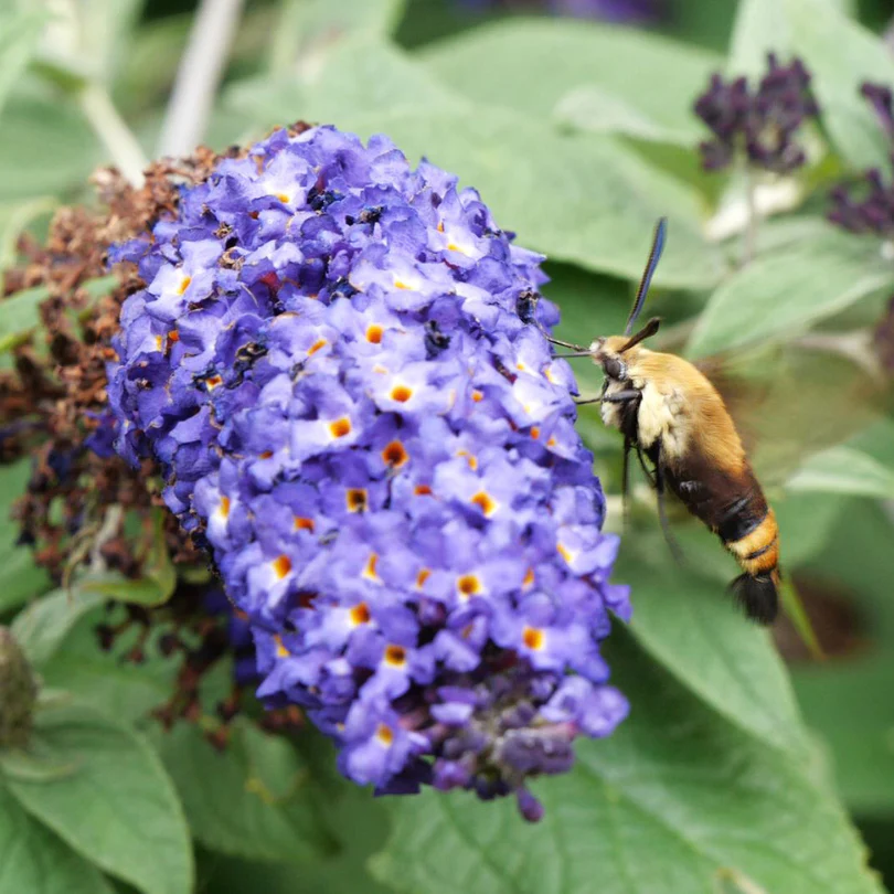 Pugster Blue® Butterfly Bush (Buddleia) - Image 5