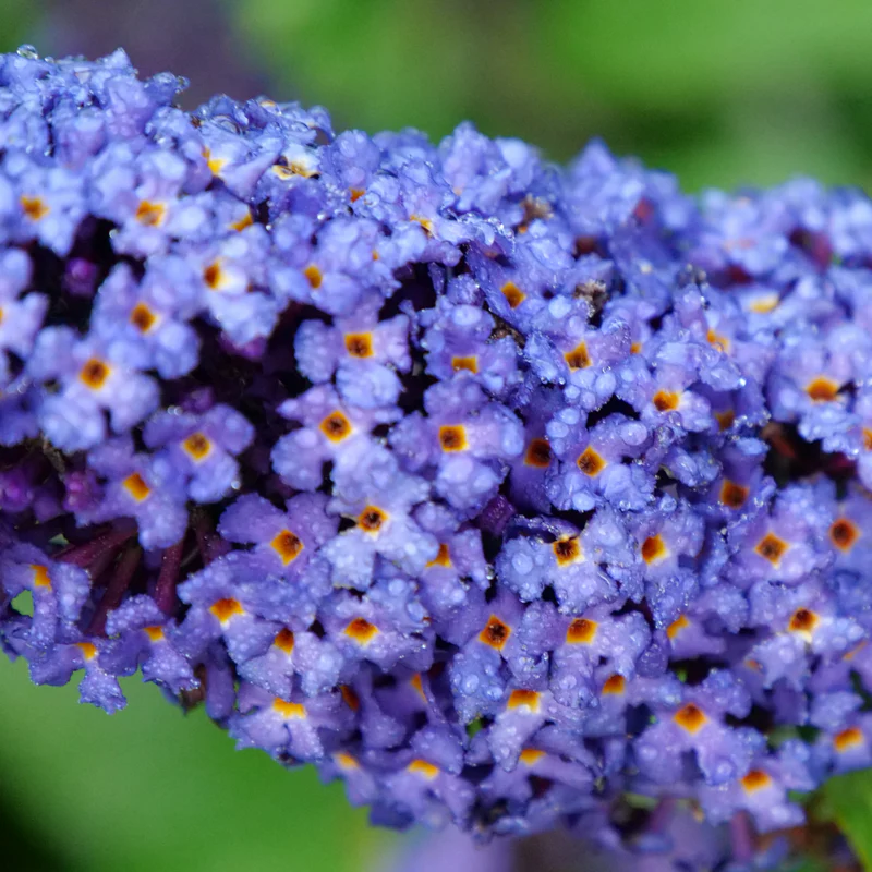 Pugster Blue® Butterfly Bush (Buddleia) - Image 6