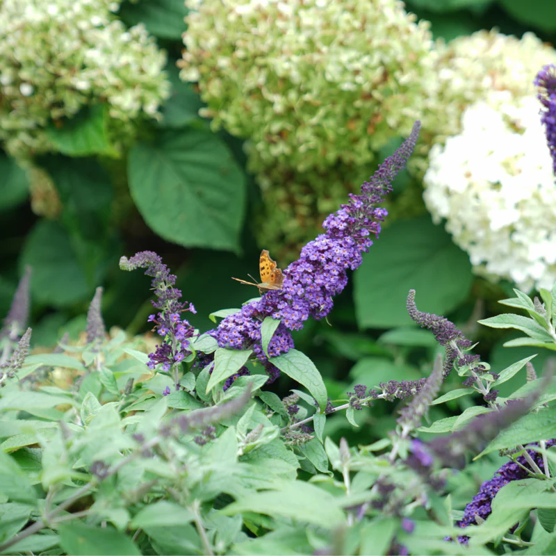 Pugster Blue® Butterfly Bush (Buddleia) - Image 7