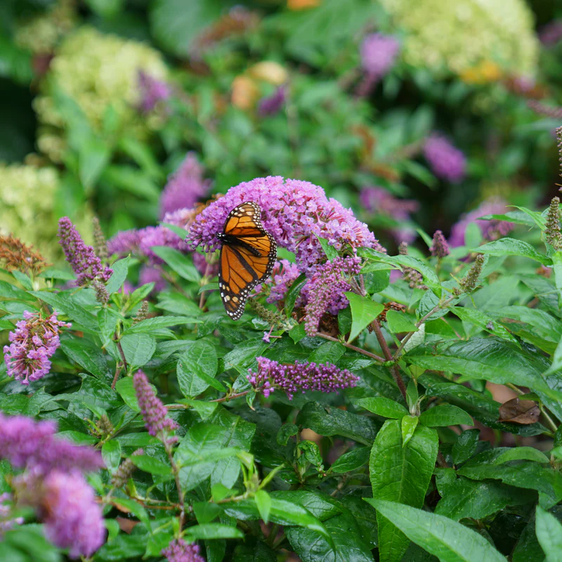 Pugster Periwinkle® Butterfly Bush (Buddleia)