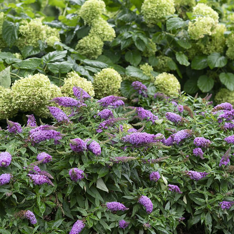 Pugster Periwinkle® Butterfly Bush (Buddleia) - Image 2