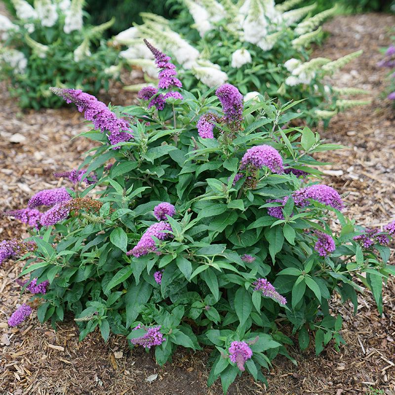 Pugster Periwinkle® Butterfly Bush (Buddleia) - Image 3