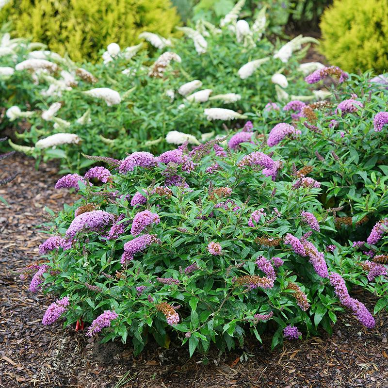 Pugster Periwinkle® Butterfly Bush (Buddleia) - Image 4