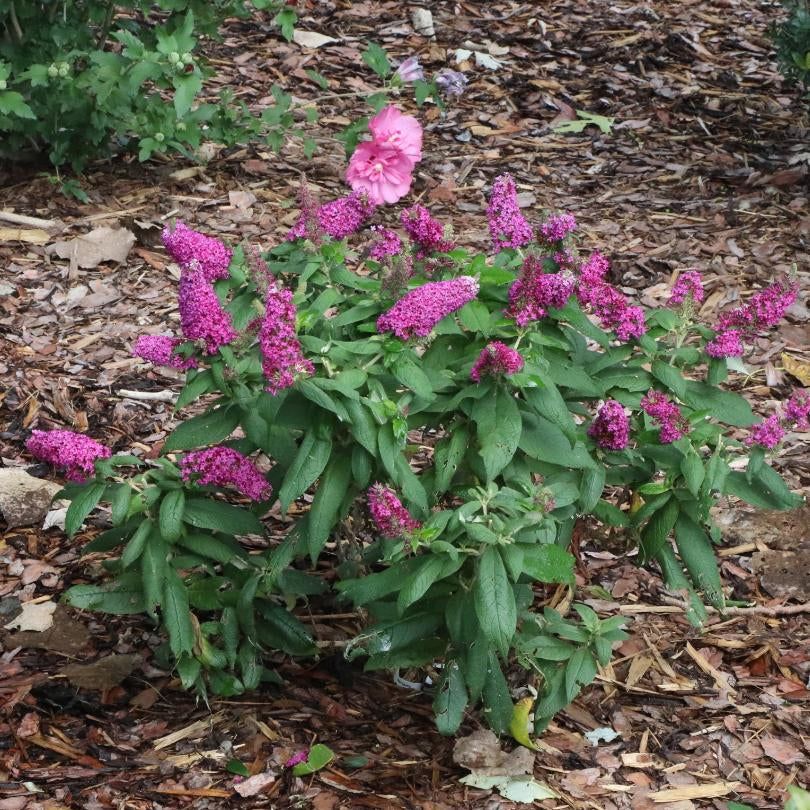 Pugster Pico Punch™ Butterfly Bush (Buddleia) - Image 2