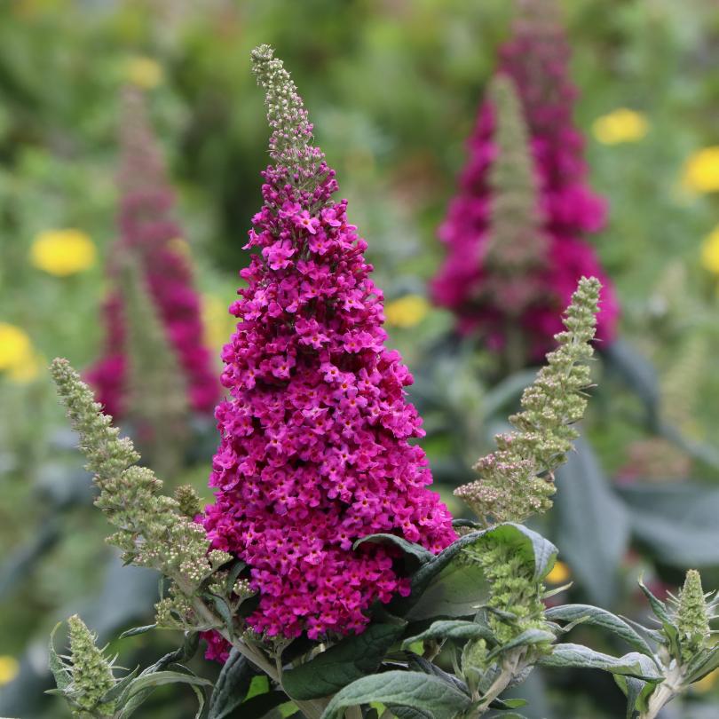 Pugster Pico Punch™ Butterfly Bush (Buddleia) - Image 3