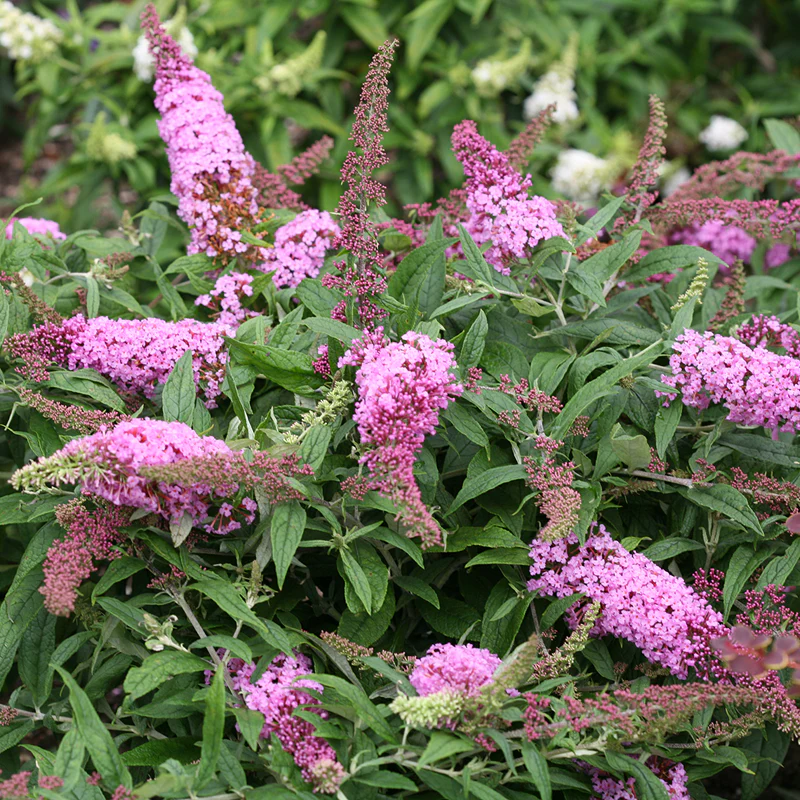 Pugster Pinker™ Butterfly Bush (Buddleia)