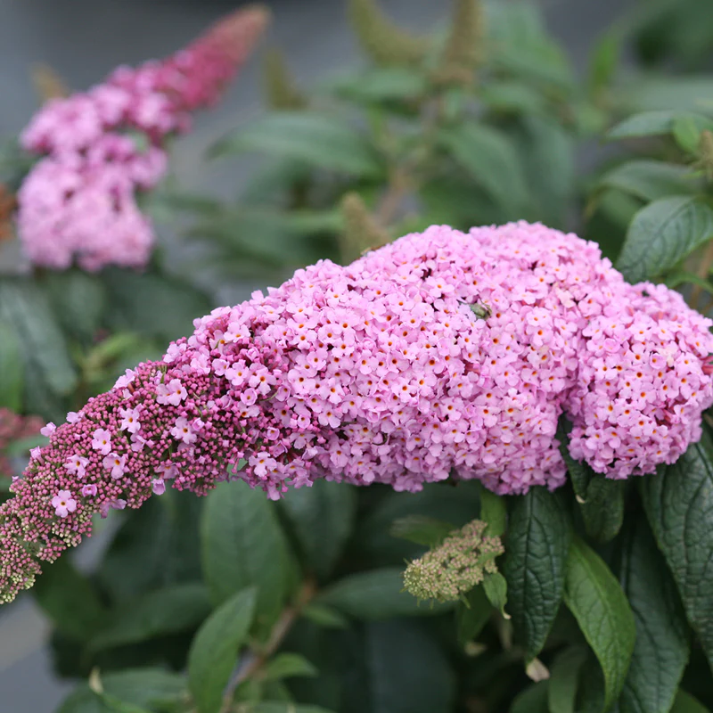 Pugster Pinker™ Butterfly Bush (Buddleia) - Image 2