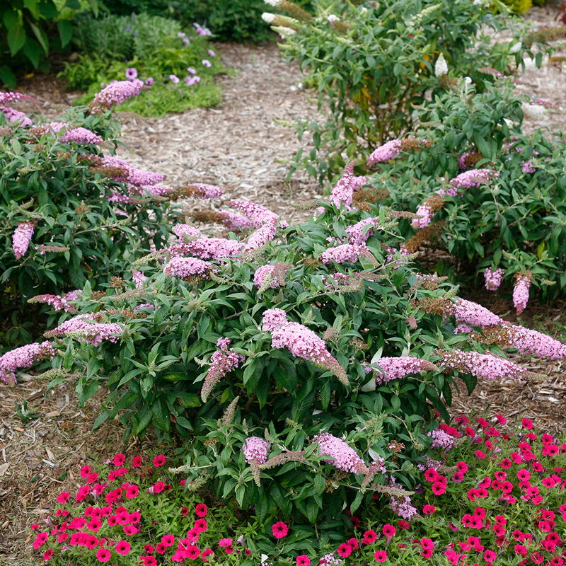 Pugster Pinker™ Butterfly Bush (Buddleia) - Image 5