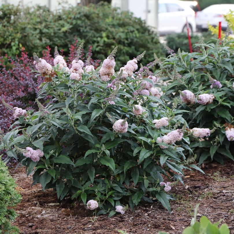 Pugster Sorbet™ Butterfly Bush (Buddleia) - Image 2