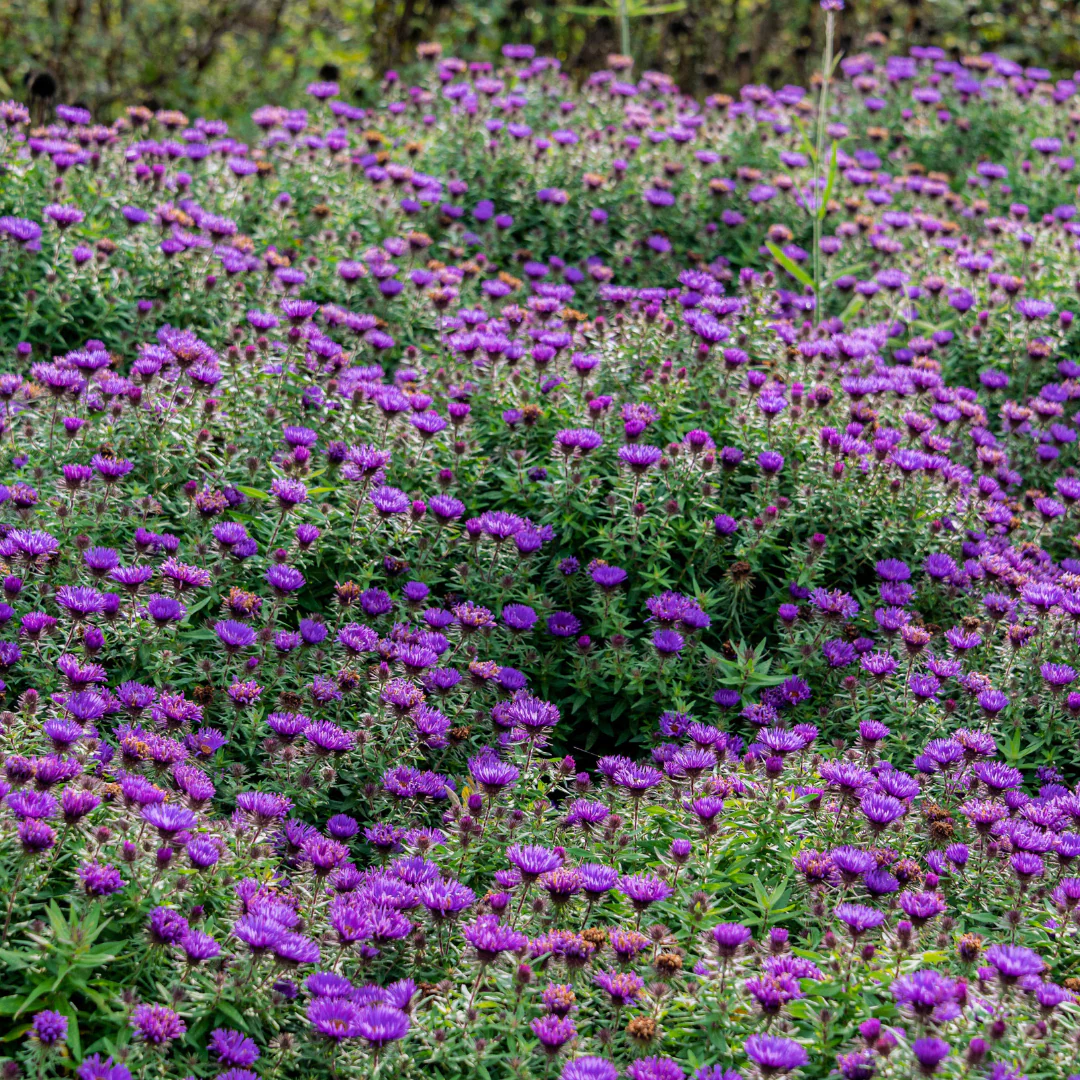 'Purple Dome' New England Aster - Image 2
