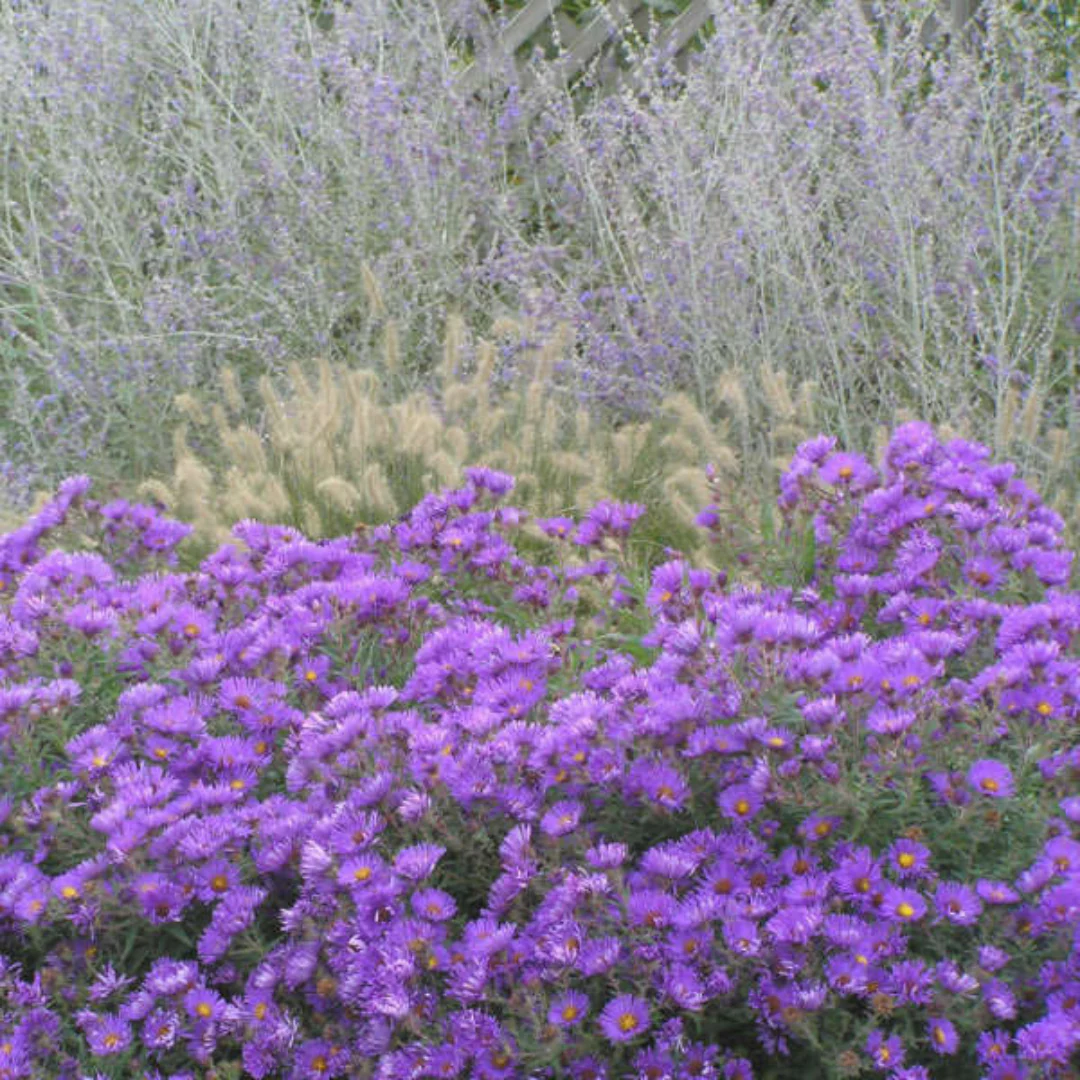 'Purple Dome' New England Aster - Image 3