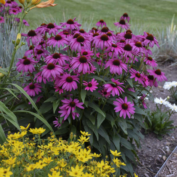 'Purple Emperor' Coneflower (Echinacea) - Image 2