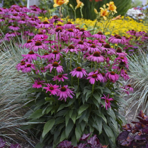 'Purple Emperor' Coneflower (Echinacea) - Image 3