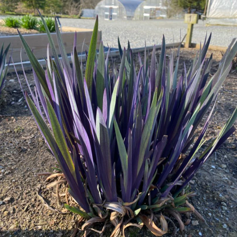 'Purple Flame' Blue Flag Iris - Image 3