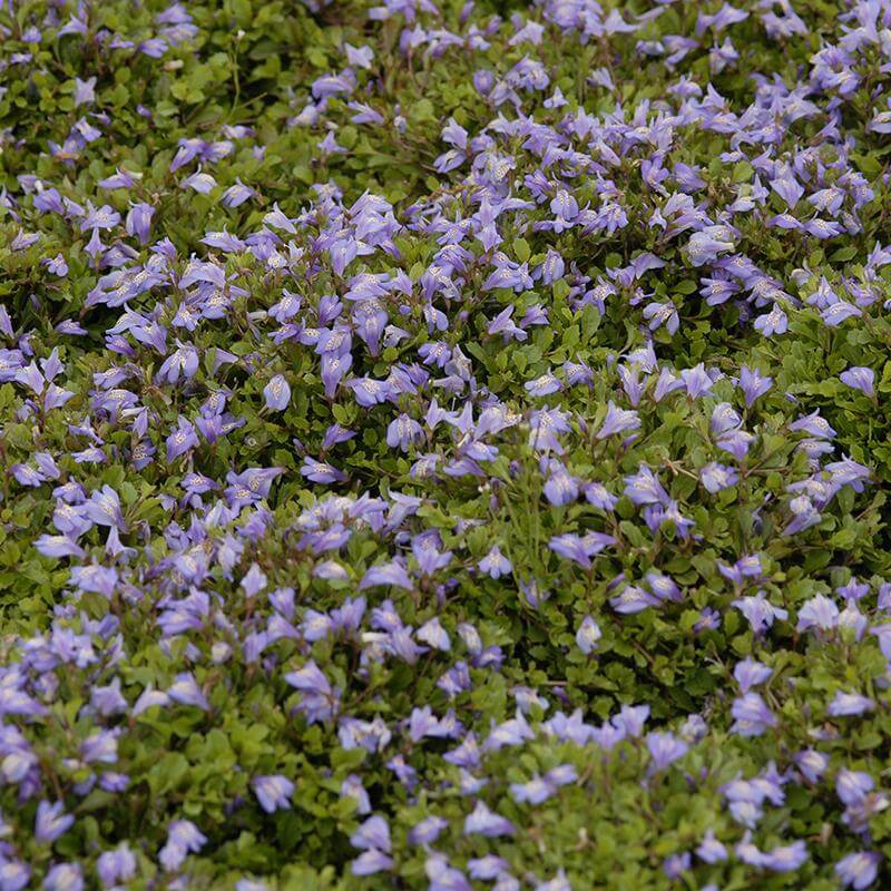 Purple Mazus - Image 4