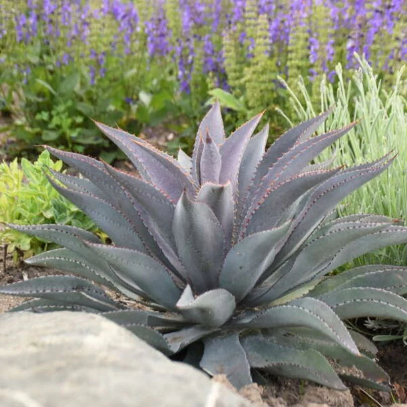 'Purple People Eater' Mangave