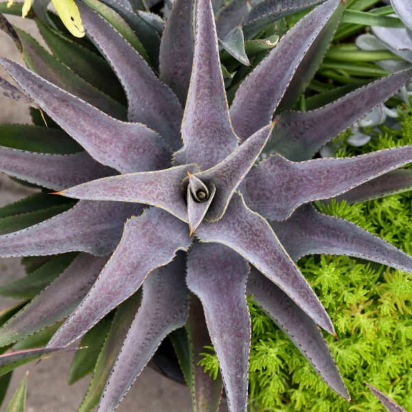 'Purple People Eater' Mangave - Image 2