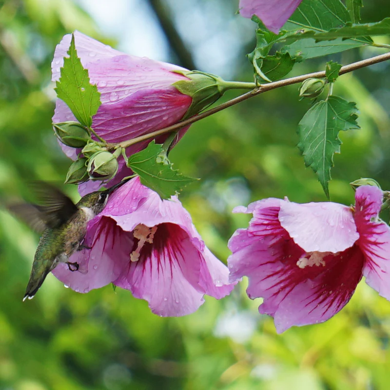Purple Pillar® Rose of Sharon (Hibiscus) - Image 2