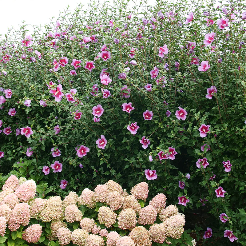 Purple Pillar® Rose of Sharon (Hibiscus) - Image 3
